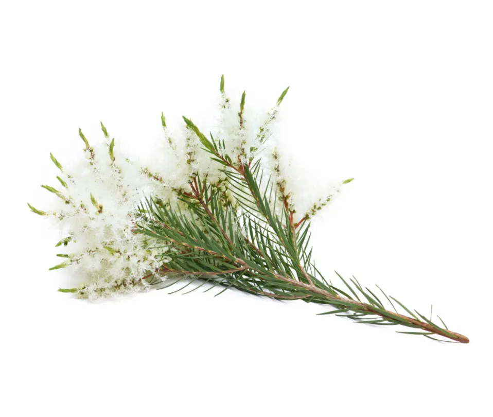 Melaleuca/Tea Tree doTERRA 15 mL Essential Oil