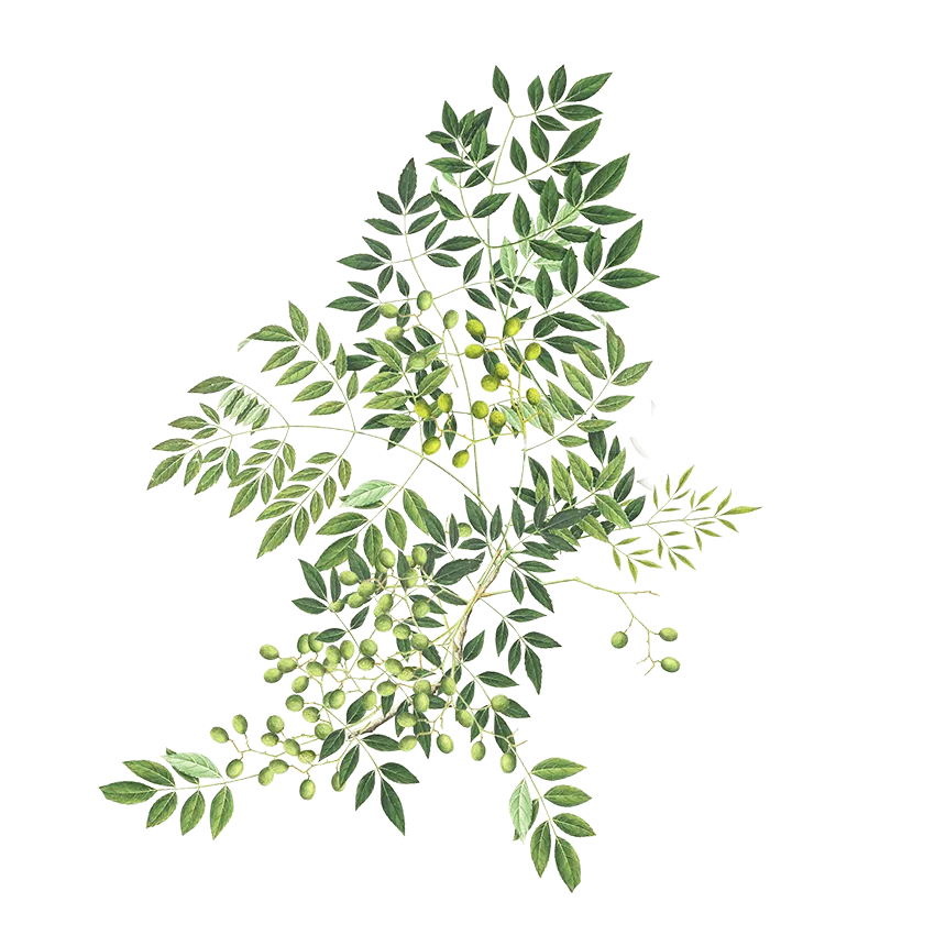 Neem Beauty Oil